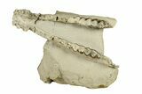 Oligocene Fossil Camelid (Poebrotherium) Mandible - Wyoming #269900-1